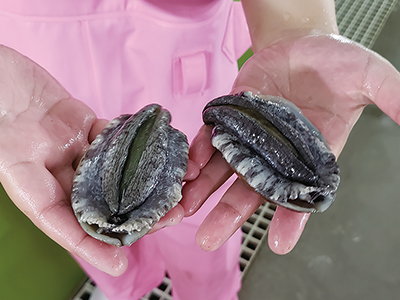 うふあがり島の「空飛ぶアワビ」